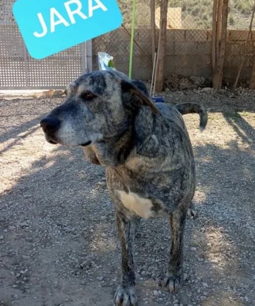 Jara, Mixed Breed (Caminando Con Ellos Anguimar)