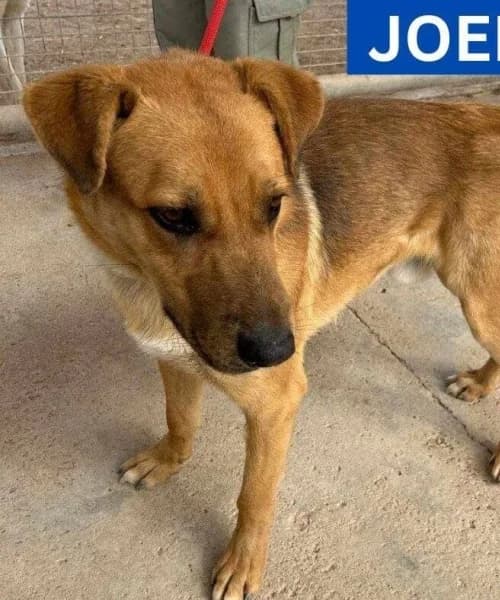 Joel, Mixed Breed (Caminando Con Ellos Anguimar)