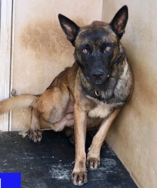 Kai, male 4yo Belgian Malinois for adoption at Caminando Con Ellos Anguimar, Murcia