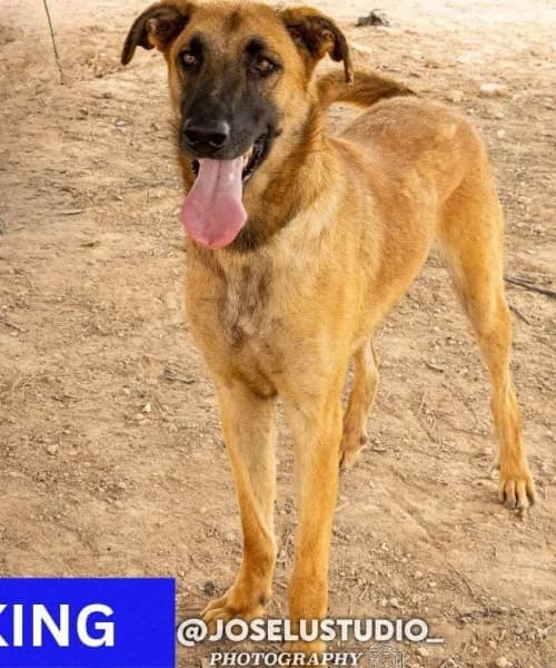 King, Mixed Breed (Caminando Con Ellos Anguimar)