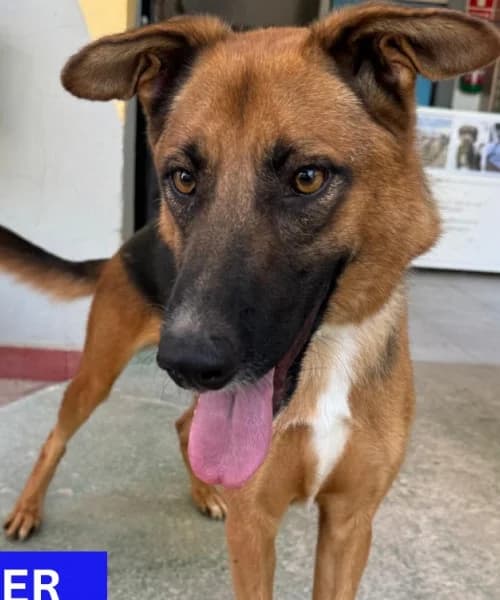 Kiper, Mixed Breed (Caminando Con Ellos Anguimar)