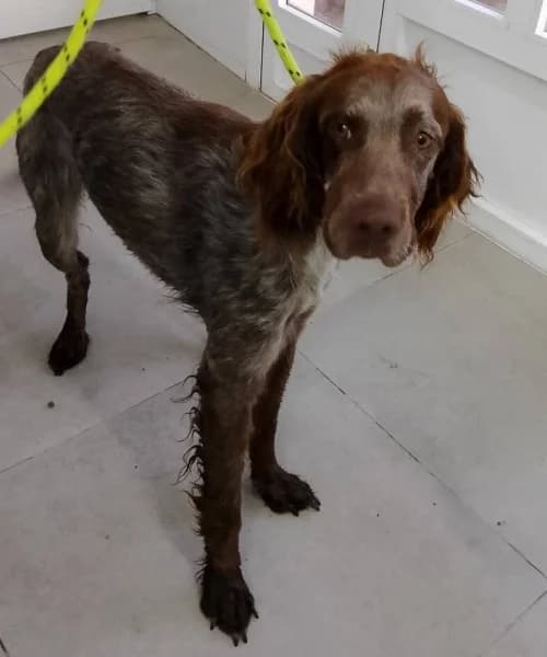 Koko,  (Caminando Con Ellos Anguimar)