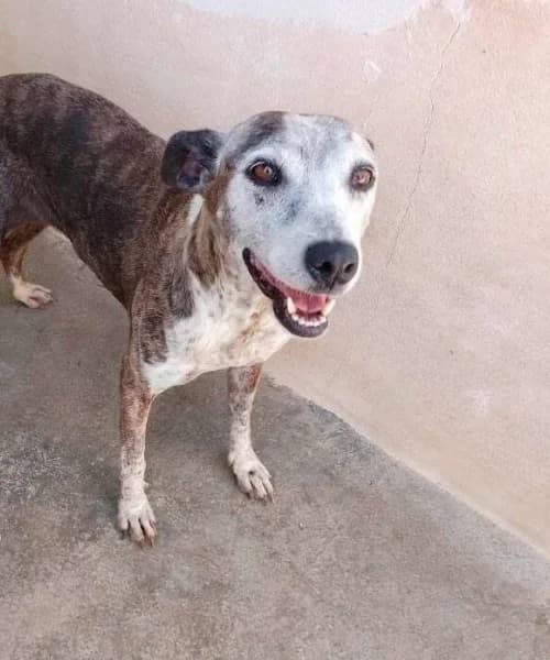 Laika, female senior Mixed Breed for adoption at Caminando Con Ellos Anguimar, Murcia
