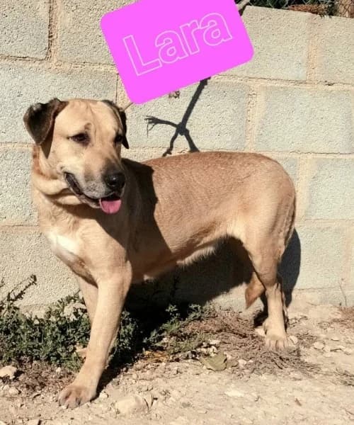 Lara, Mixed Breed (Caminando Con Ellos Anguimar)