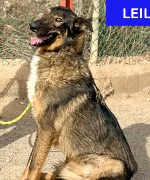 Leilo, Mixed Breed (Caminando Con Ellos Anguimar)