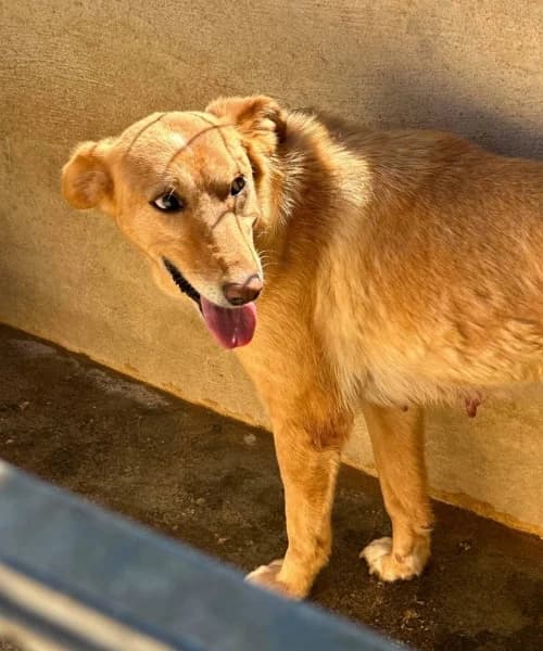 Lily, Mixed Breed (Caminando Con Ellos Anguimar)