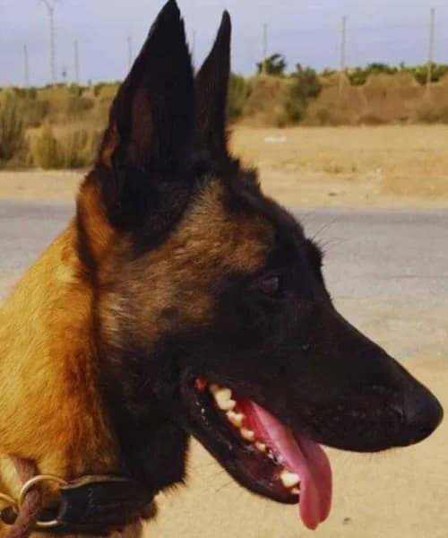 Lisa, female 5yo Belgian Malinois for adoption at Caminando Con Ellos Anguimar, Murcia