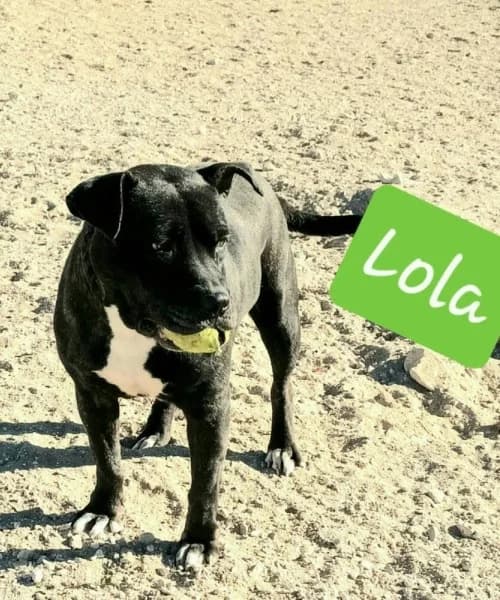 Lola,  (Caminando Con Ellos Anguimar)