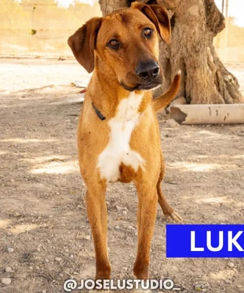 Luke, Mixed Breed (Caminando Con Ellos Anguimar)