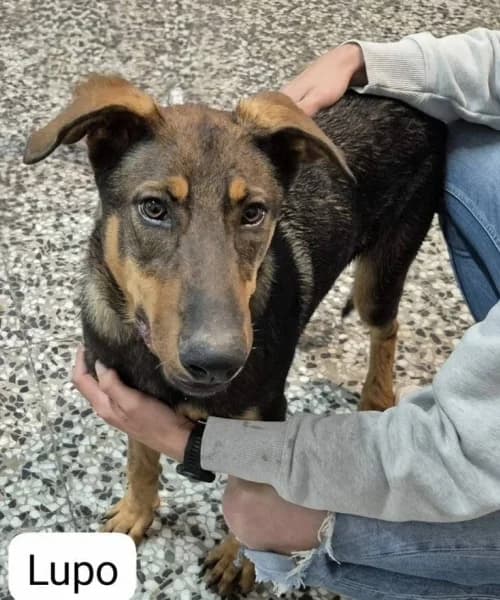 Lupo, Mixed Breed (Caminando Con Ellos Anguimar)