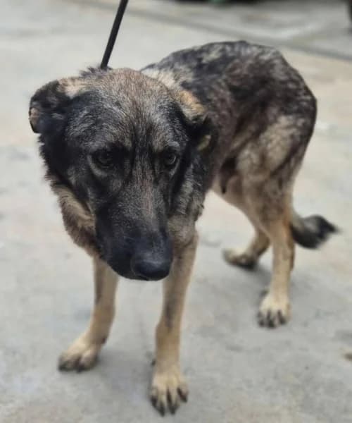 Marie, female 5yo Mixed Breed for adoption at Caminando Con Ellos Anguimar, Murcia