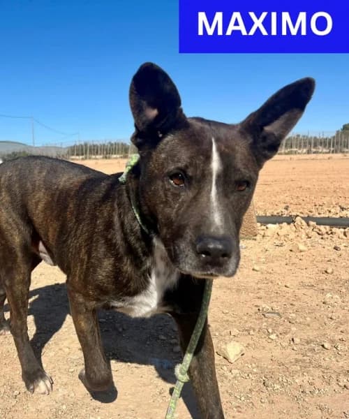 Maximo, Mixed Breed (Caminando Con Ellos Anguimar)