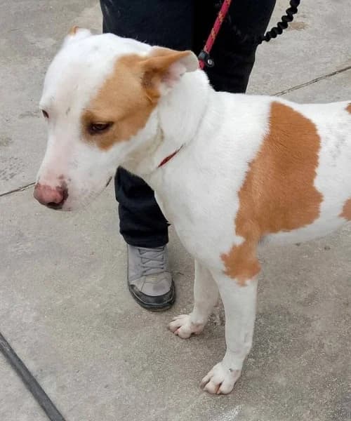 Maya,  Mixed Breed for adoption at Lucky Paws North Macedonia, Skopje