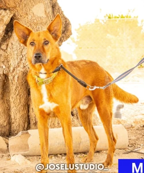 Milo, Mixed Breed (Caminando Con Ellos Anguimar)