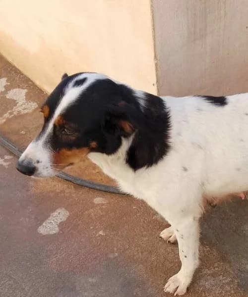Miri, Mixed Breed (Caminando Con Ellos Anguimar)