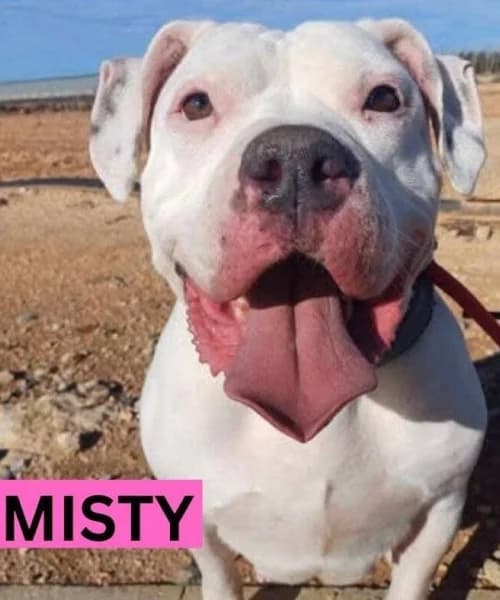 Misty,  (Caminando Con Ellos Anguimar)