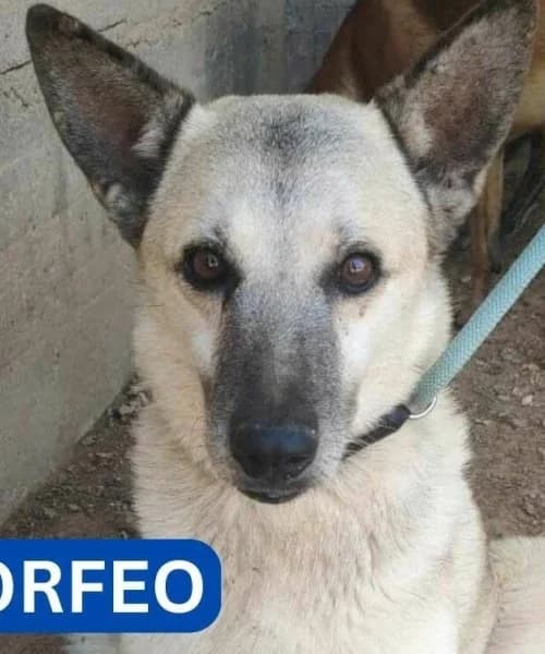 Morfeo, Mixed Breed (Caminando Con Ellos Anguimar)