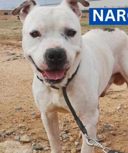 Narco,  (Caminando Con Ellos Anguimar)