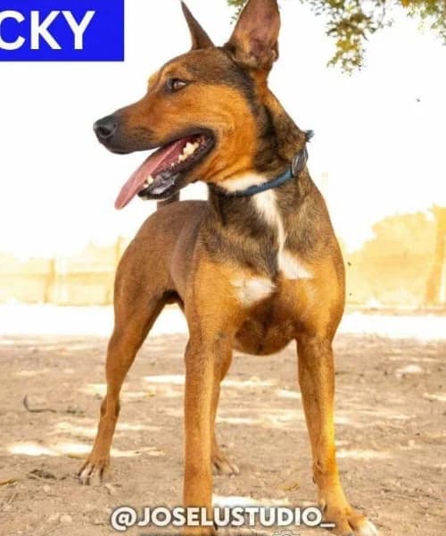 Nicky, Mixed Breed (Caminando Con Ellos Anguimar)