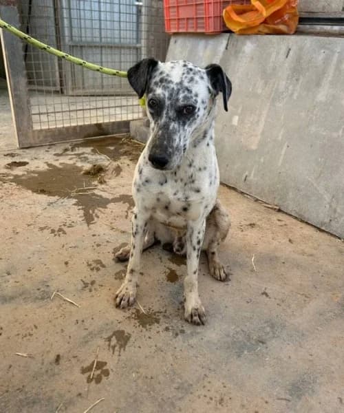 Otis, Mixed Breed (Caminando Con Ellos Anguimar)