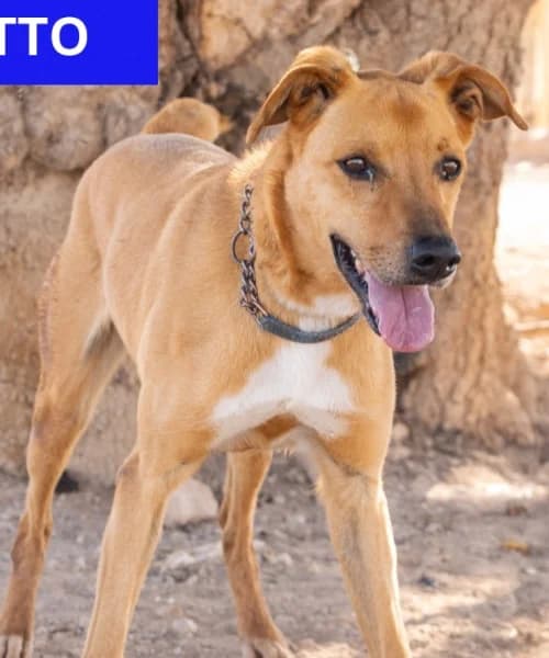 Otto, Mixed Breed (Caminando Con Ellos Anguimar)