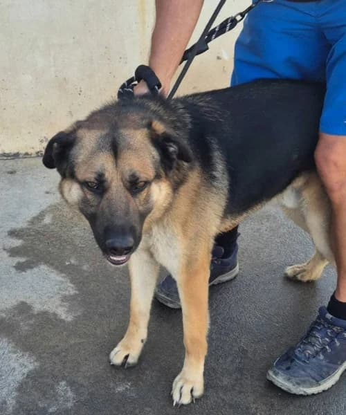 Patrick, male young mixed breed for adoption at Caminando Con Ellos Anguimar, Murcia