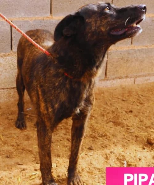 Pipa, Mixed Breed (Caminando Con Ellos Anguimar)