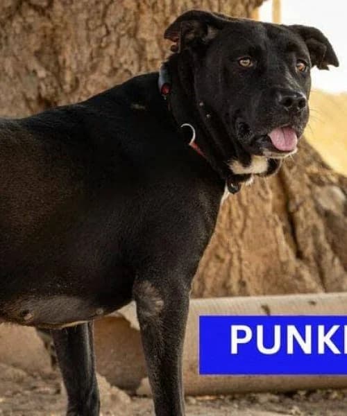 Punkie, Mixed Breed (Caminando Con Ellos Anguimar)