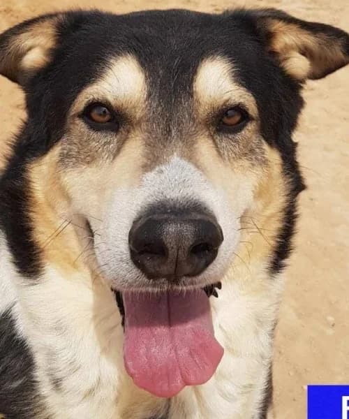 Rex, Mixed Breed (Caminando Con Ellos Anguimar)