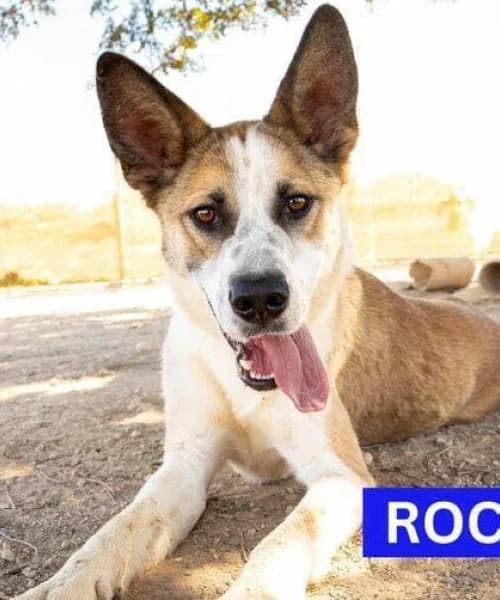 Rocko, Mixed Breed (Caminando Con Ellos Anguimar)