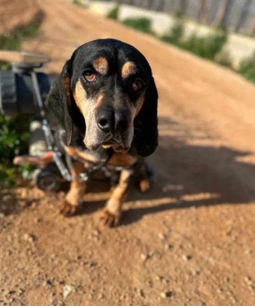 Roi, Mixed Breed (Caminando Con Ellos Anguimar)