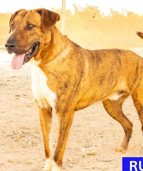 Rusty, Mixed Breed (Caminando Con Ellos Anguimar)