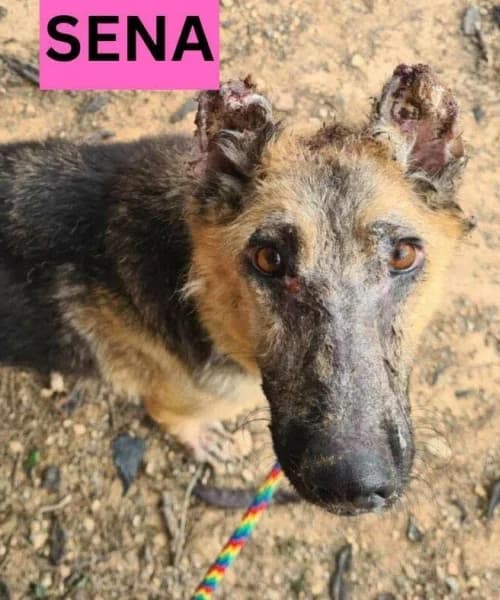 Sena, male 4yo mixed breed for adoption at Caminando Con Ellos Anguimar, Murcia