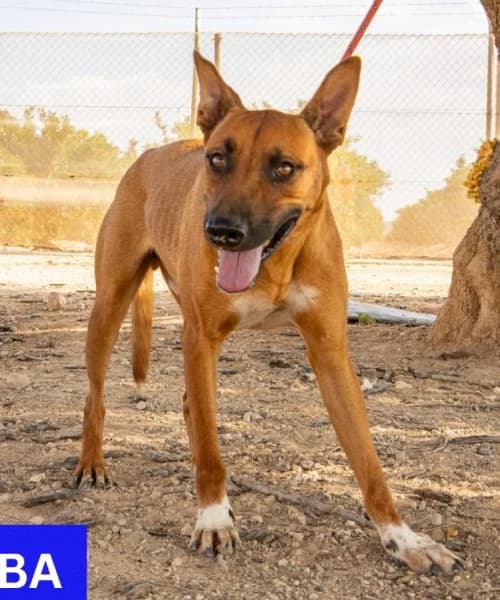 Simba, Mixed Breed (Caminando Con Ellos Anguimar)
