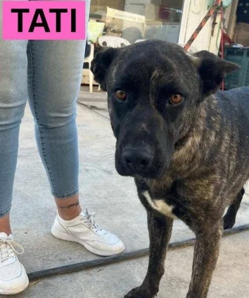 Tati, Mixed Breed (Caminando Con Ellos Anguimar)