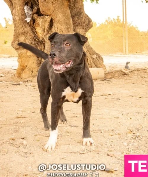 Teffy, female 5yo Bull Terrier for adoption at Caminando Con Ellos Anguimar, Murcia