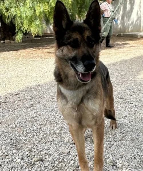 Telma, female 4yo mixed breed for adoption at Caminando Con Ellos Anguimar, Murcia