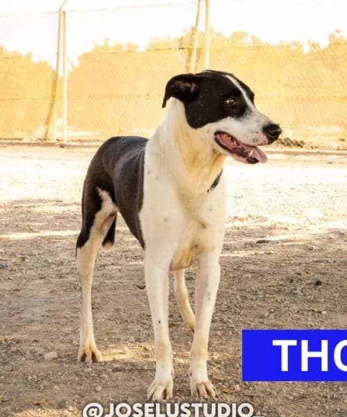 Thor,  (Caminando Con Ellos Anguimar)