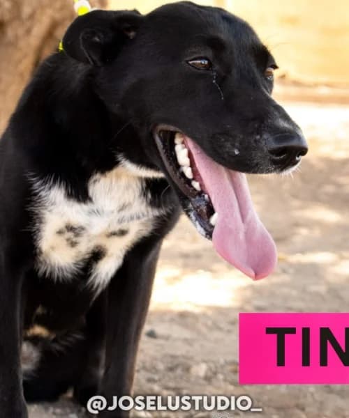 Tina, female young Mixed Breed for adoption at Caminando Con Ellos Anguimar, Murcia