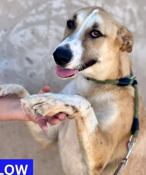 Willow, Mixed Breed (Caminando Con Ellos Anguimar)