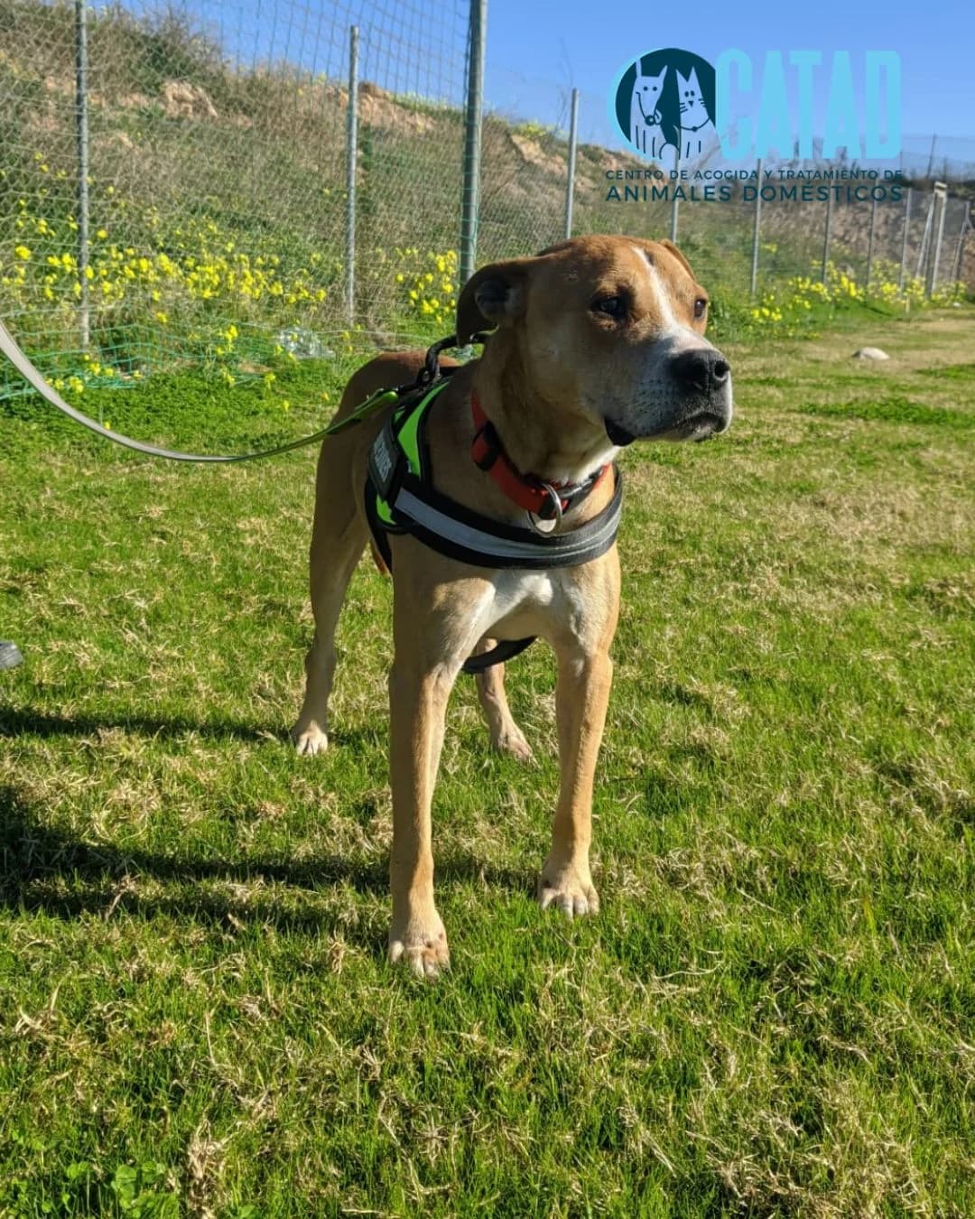 SAMIRA, Galgo Español (CATAD - Centro de Atención y Tratamiento Animal de Cartagena)