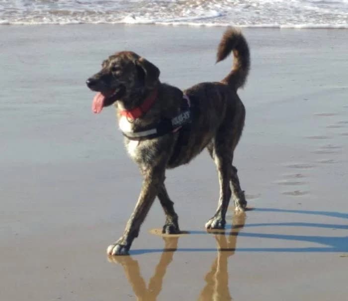LALA, female senior Spanish Mastiff for adoption at Catydog Asociación
