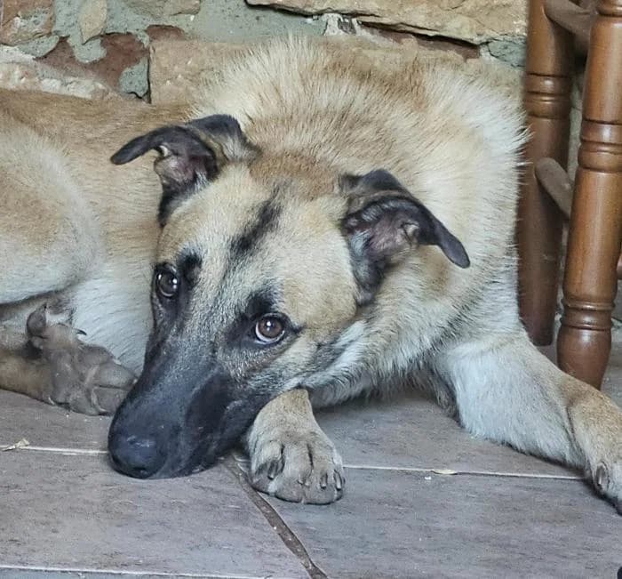 JOCKER, Mixed Breed (Catydog Asociación)