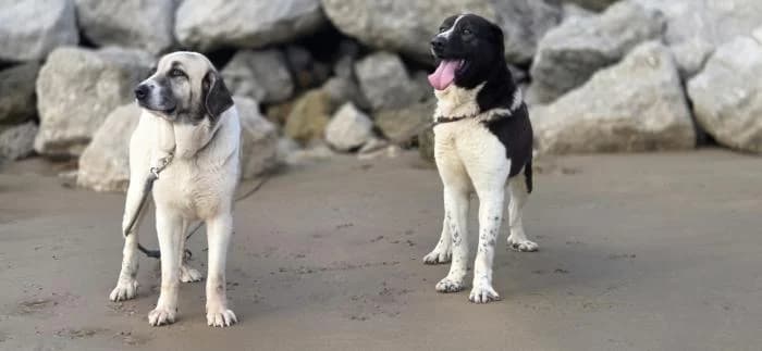 ROY, Spanish Mastiff (Catydog Asociación)