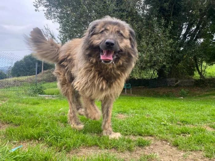 BILL, male 4yo Mixed Breed for adoption at Catydog Asociación