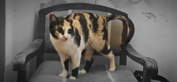 FRESITA, female young mixed breed for adoption at Catydog Asociación