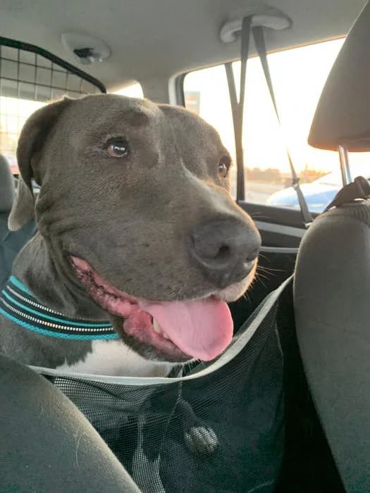 ASYA, female 3yo American Staffordshire Terrier for adoption at Catydog Asociación