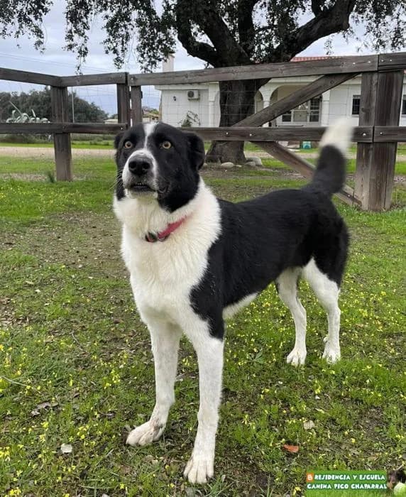 BAMBA, female 5yo Border Collie for adoption at Catydog Asociación