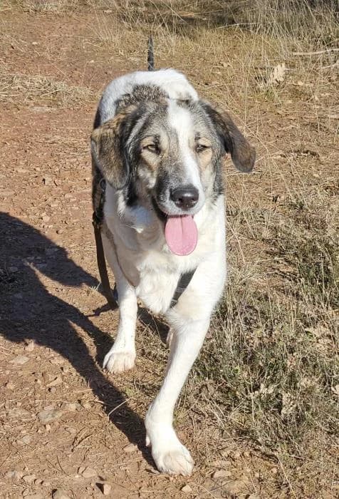 GORDI, female 3yo Mixed Breed for adoption at Catydog Asociación