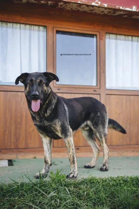 TRITON, male young Mixed Breed for adoption at Catydog Asociación